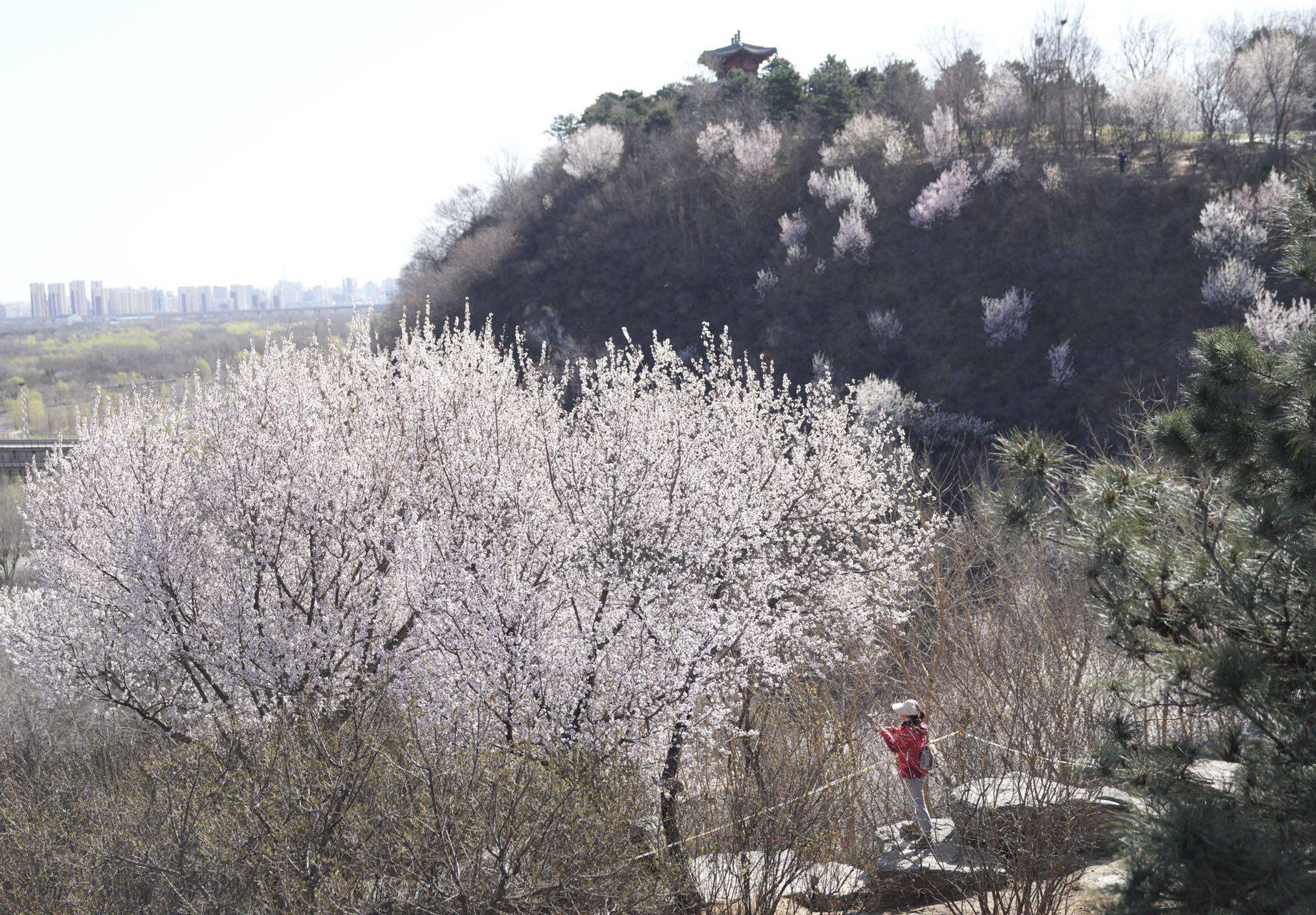 感觉|快来打卡！北京这里有一处“山桃花谷”，花海引人入胜