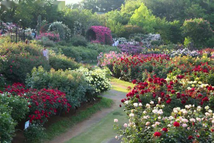 月季在花园中的应用太美了