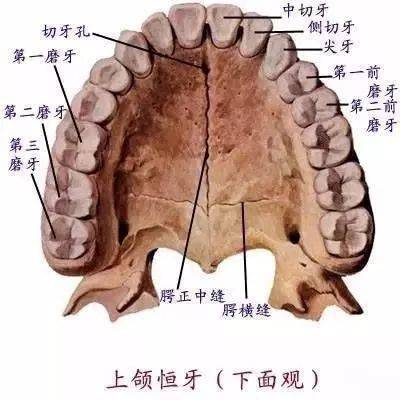 高清口腔解剖圖及牙齒記憶口訣