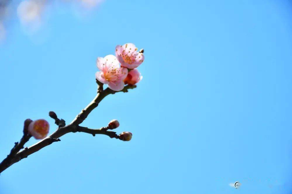 花呢|此刻，邂逅蓬莱阁的“梅”好时光！