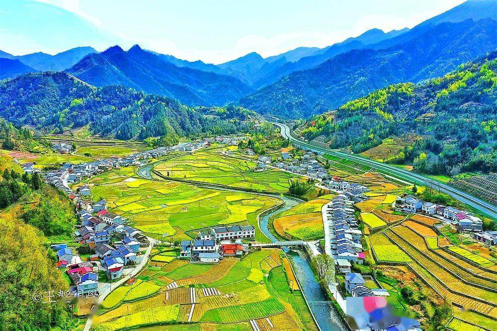 连日来,平利县广佛镇八角庙村金黄的油菜花铺满田野,又逢5000亩辛夷花