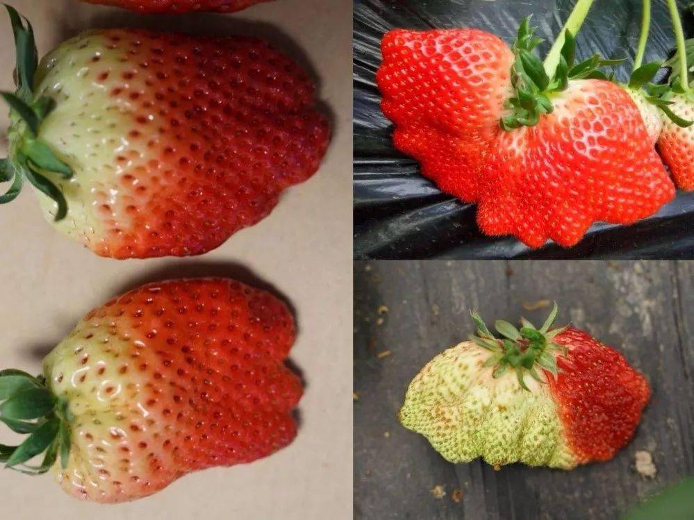畸形草莓不能吃又是和激素有关真相居然是这样