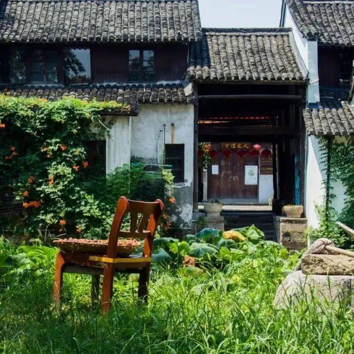 我想有个家,一处小院,一树繁花_院子_花茶_生活