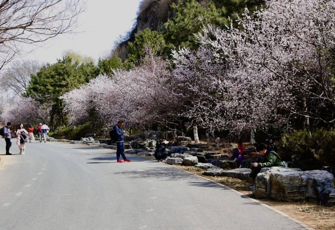 9歲的北京園博園繁花似錦賞花正當時山上層層桃李花