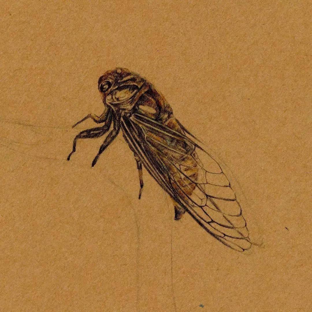 彩铅教程知了的画法步骤