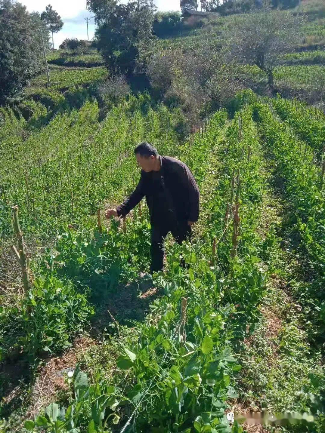 辛街乡尖山村五项措施主动作为迎破局_村民_的发展_全村