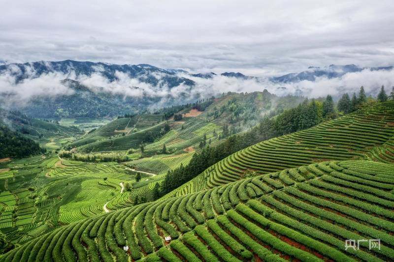 福建武夷山星村镇:茶园抽新绿 迎接制茶季_黄村_茶山_生态