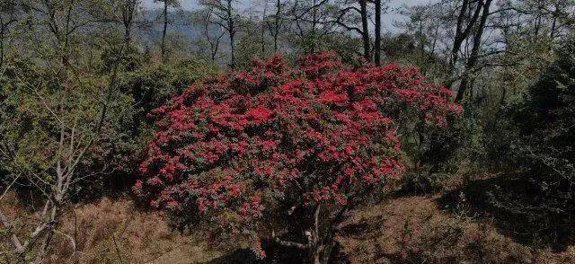 在保山市昌宁县天堂山上,漫山遍野的野生杜鹃迎春绽放,五颜六色的花儿