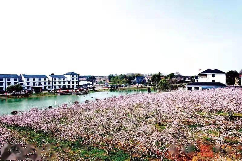 花漾荆楚人面桃花相映红