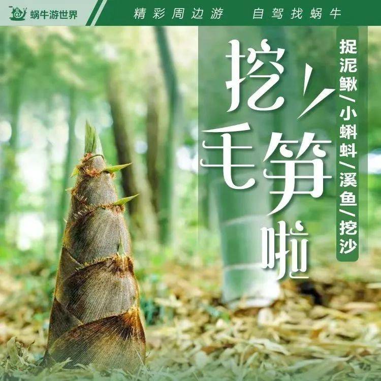 【清明小长假 】横街毛笋节|早鸟价￥39.9抢浙东大竹海门票+挖笋（3斤毛笋）套票，赏油菜花海、万亩竹林！_横街镇_宁波_大雷村