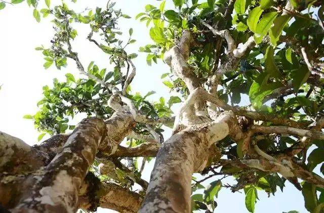 功效|好香！是春天的味道！