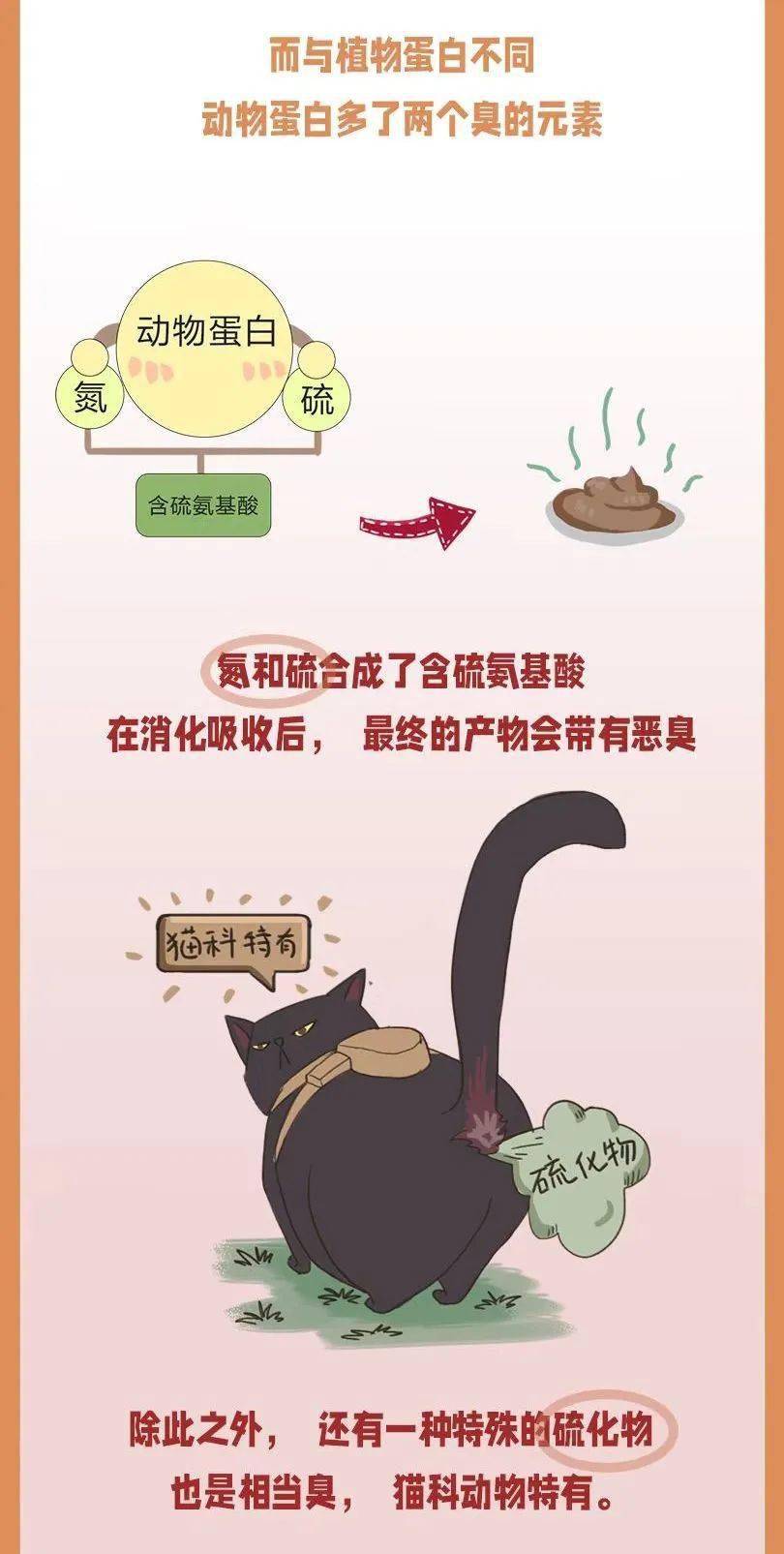 走近科学:猫屎的臭,有多少种解法?_猫咪_肠道_药物