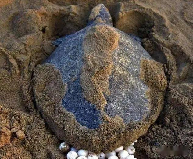 海龟的繁殖季节印度一海岸出现10万多只海龟上岸产卵当地为其成立150