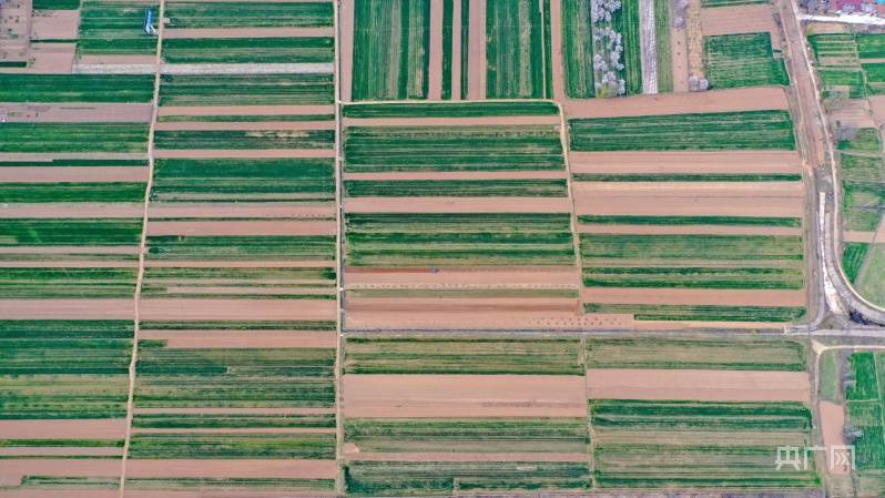 崇信县汭河川区几何方块小麦田(央广网发 徐炜场 摄)崇信县汭河川区