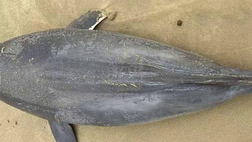 一头印太江豚在汕尾沙滩搁浅死亡处置人员挖坑掩埋