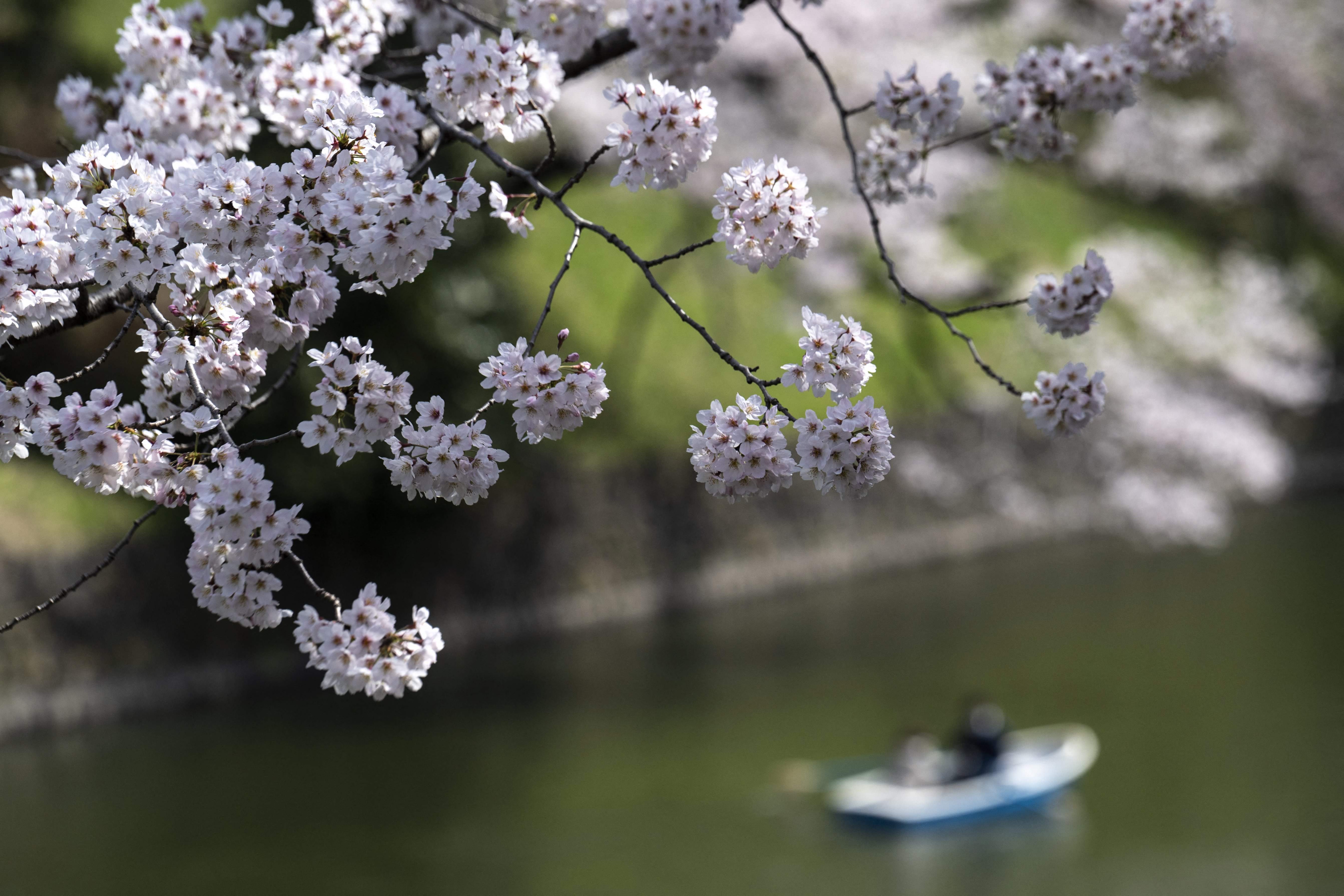 游客|东京：又是一年樱花季