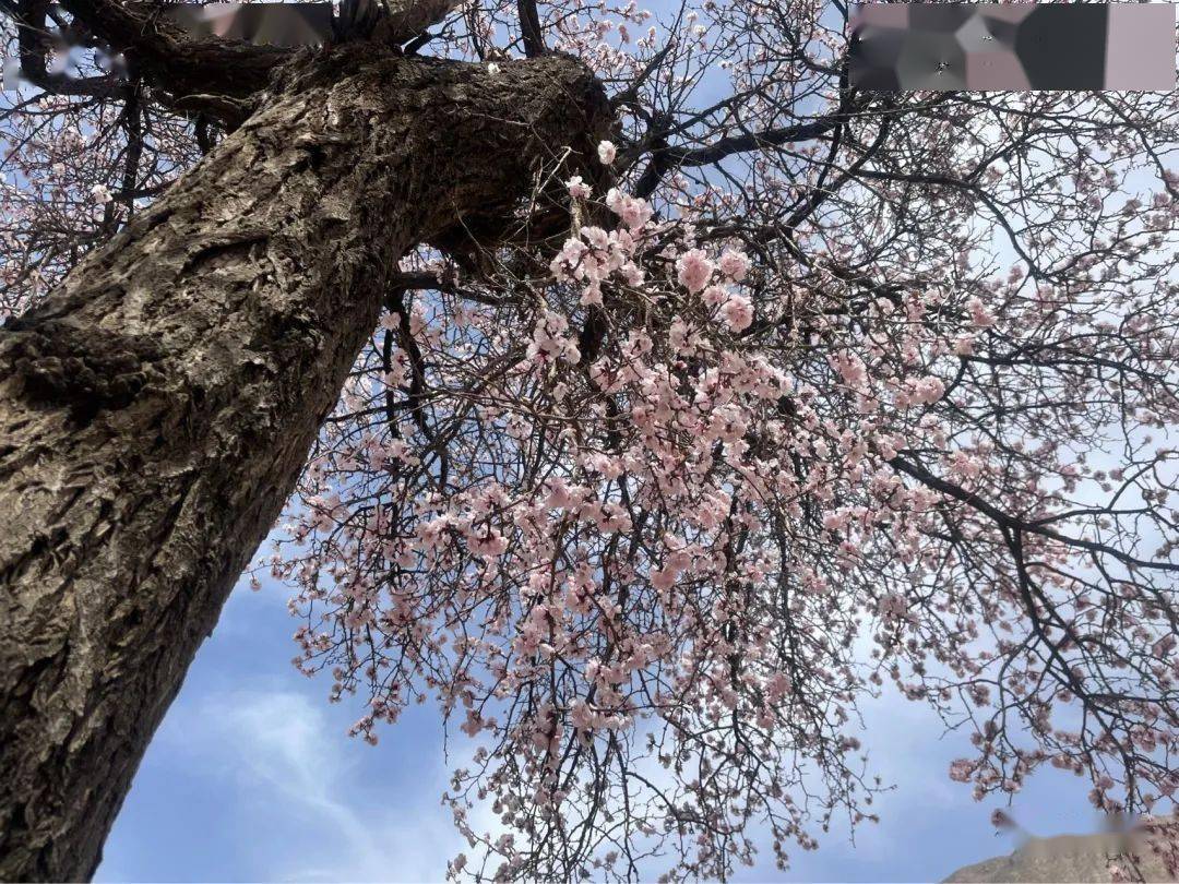 【化隆】红杏经济_杏花_产业_乡村