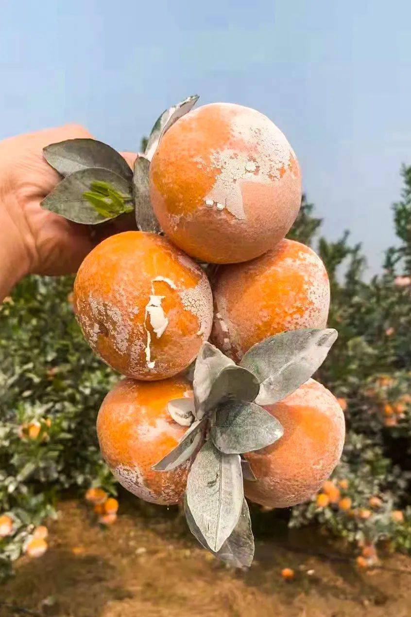 别错过网红爆款脏脏柑!果肉细腻,一口爆汁!_茂谷柑_果装_柑橘