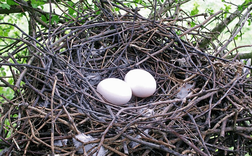 用注射器筑巢的鸽子到底怎么了