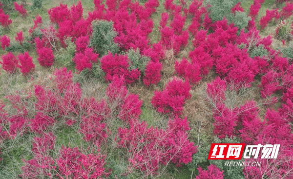 疫情|新田：继木花开春意浓 柔丝万缕炫新红