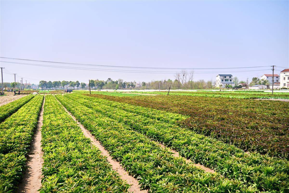 莴苣丰收农户忙增收致富笑开颜 种植 柳溪村 三店