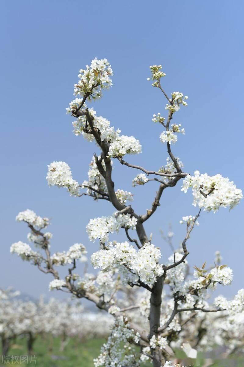 云南昆明安宁八街梨花美景呈现梨花又开放赏花正当时