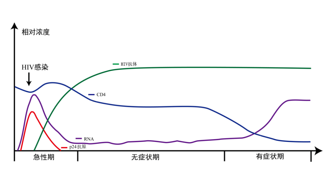 标志物及其动态变化示意图 [2]以第三代抗体检测试剂为例,感染hiv后