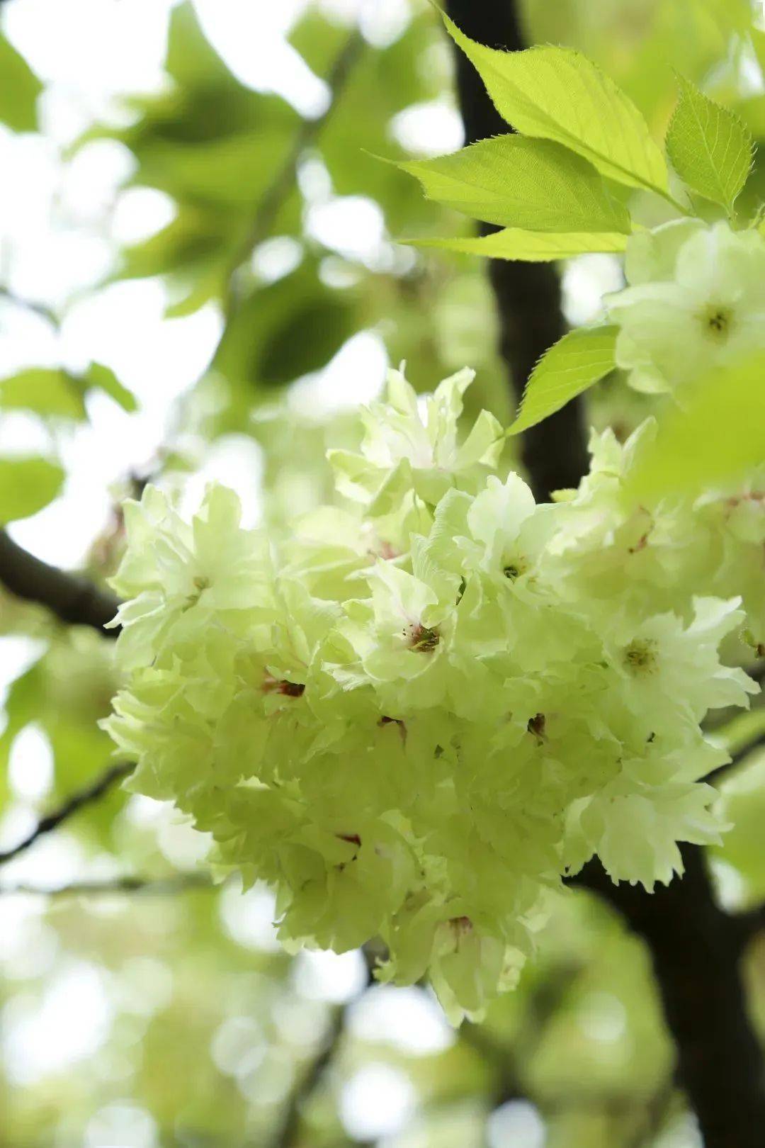 衣黄_绿色_开花