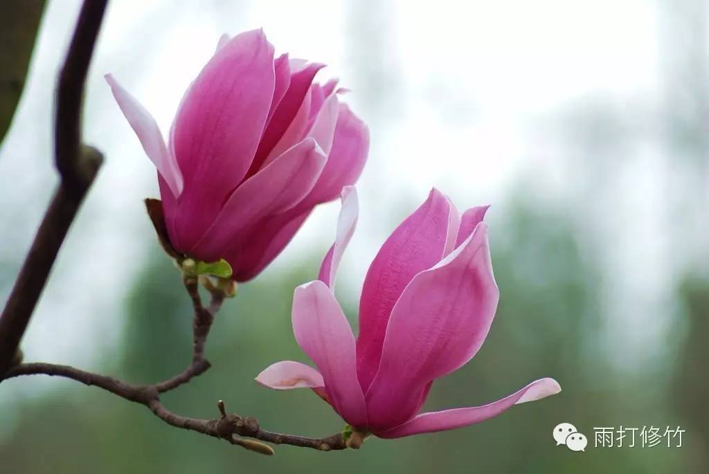 离骚（节选） 屈原_木兰兮_王维_香草