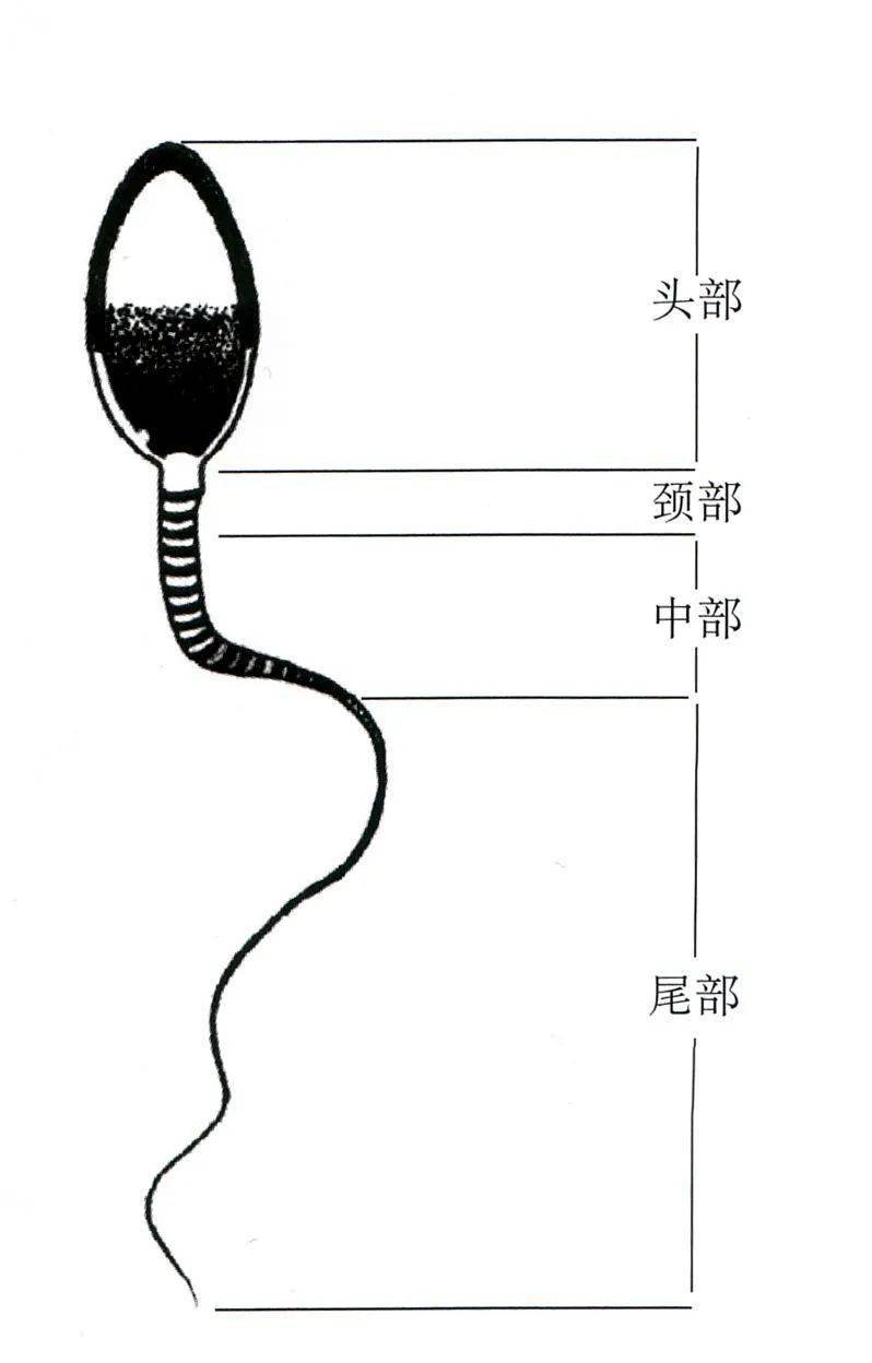 胚胎宝宝的实验室之旅