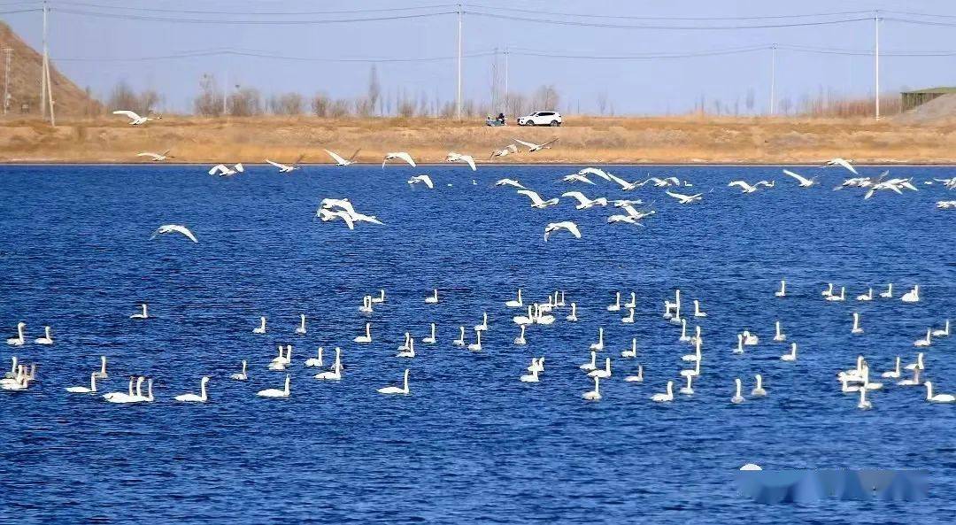 临河黄河国家湿地公园图片