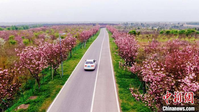 安徽合肥市郊最大人造林 ：百花争艳 色彩斑斓