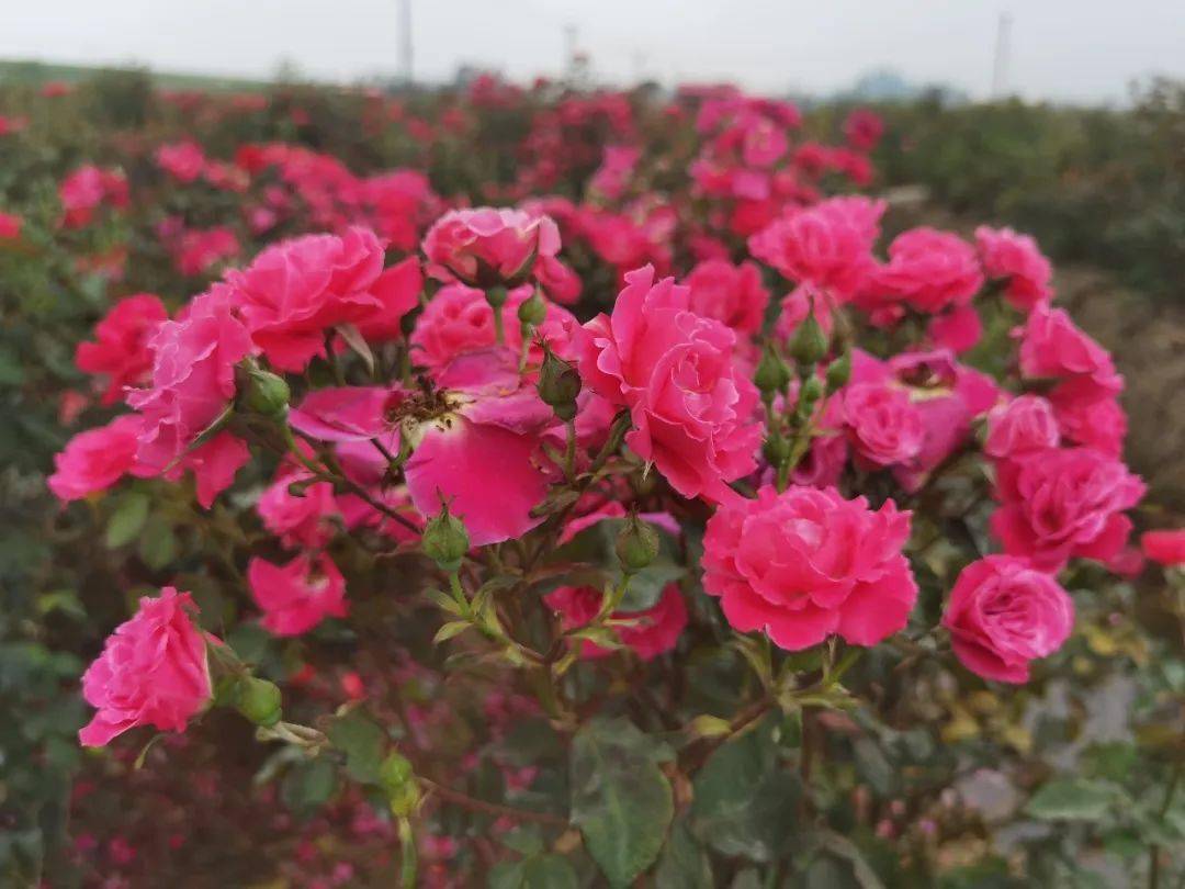 每周三六日出发绝美百亩玫瑰园赏百亩玫瑰花田打卡宫崎骏动漫的浪漫