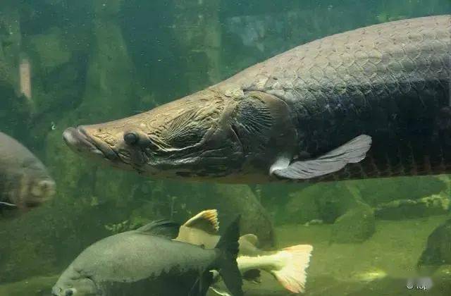 全世界不能错过的水族馆柏林水族馆