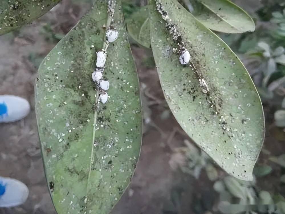 每日一虫龟蜡蚧