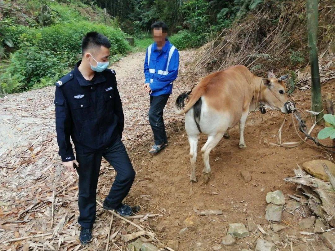 “阿牛哥”跨省闯祸 这是着急回去唱山歌?!_黄牛_杨村_群众
