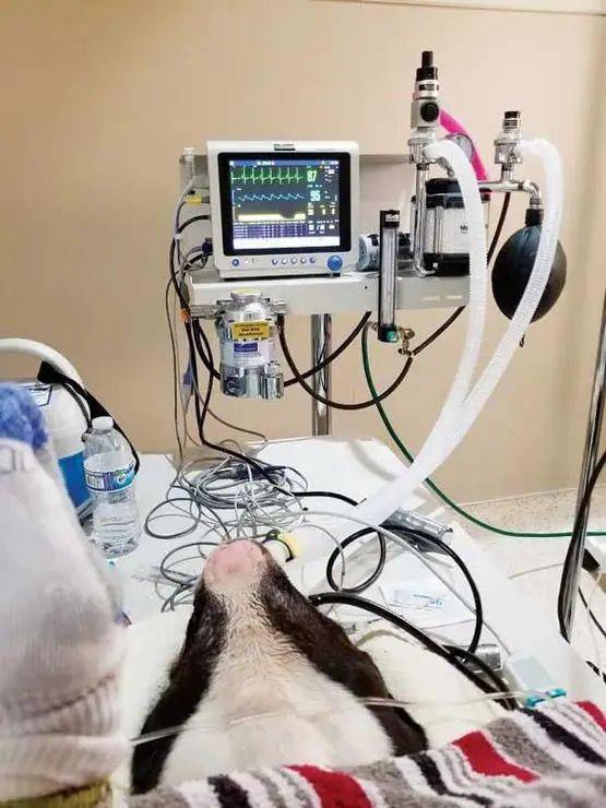 电影中动物死亡的场景,是怎么拍的?_麻醉_军犬_炸药包