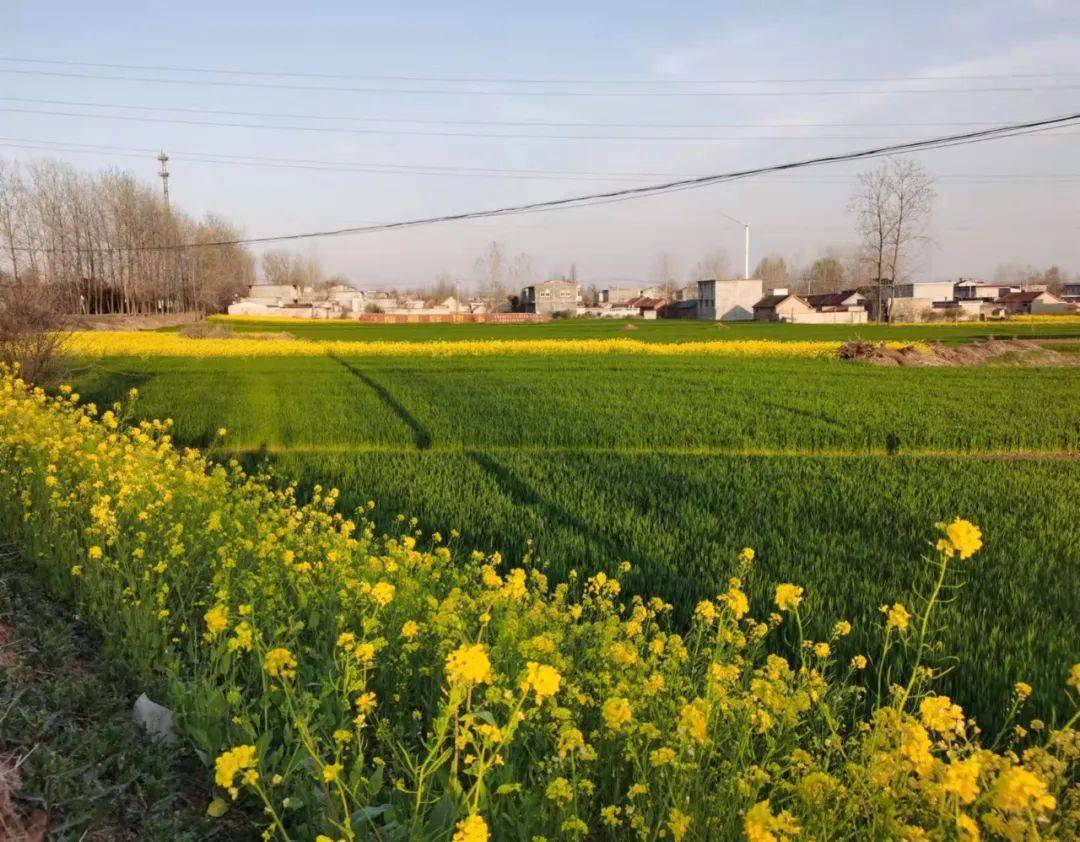 山河无恙舞春风一一江苏省邳州戴庄镇乡村即景张可春摄