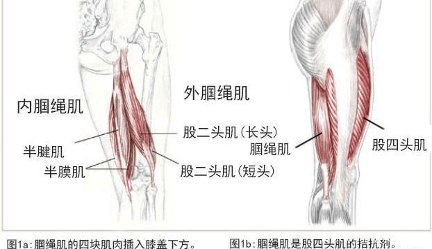 腘绳肌负责髋部伸展和膝部屈曲