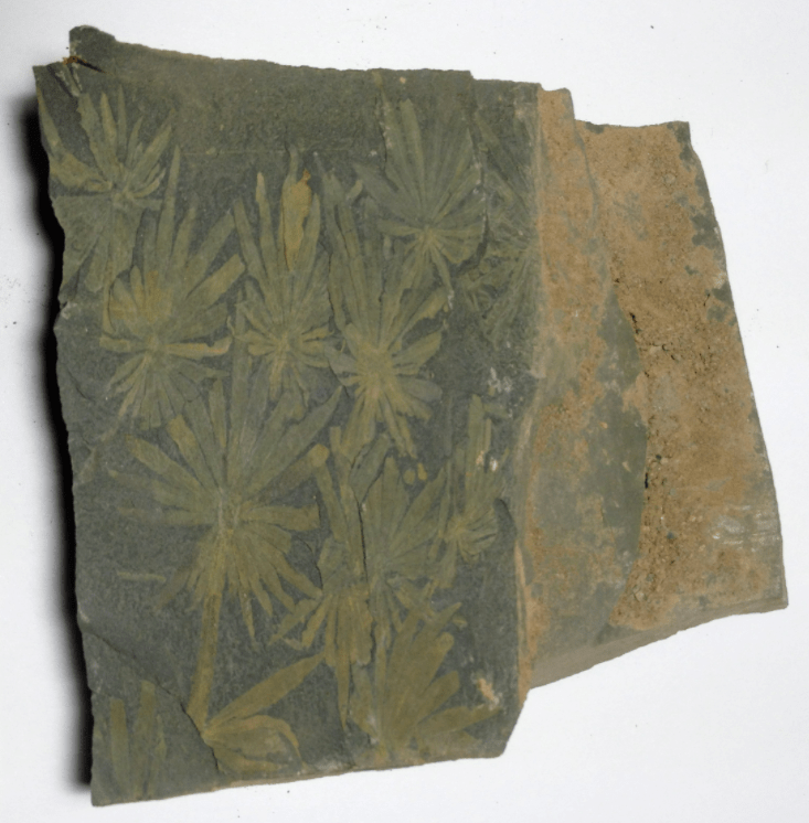 轮叶是古生代木贼目芦木类的枝叶化石,枝叶对生,两侧对称.