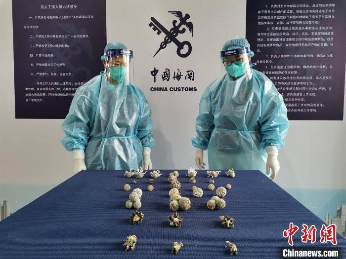 实施30年来,北京海关持续开展重大动植物疫情疫病口岸防控,外来物种