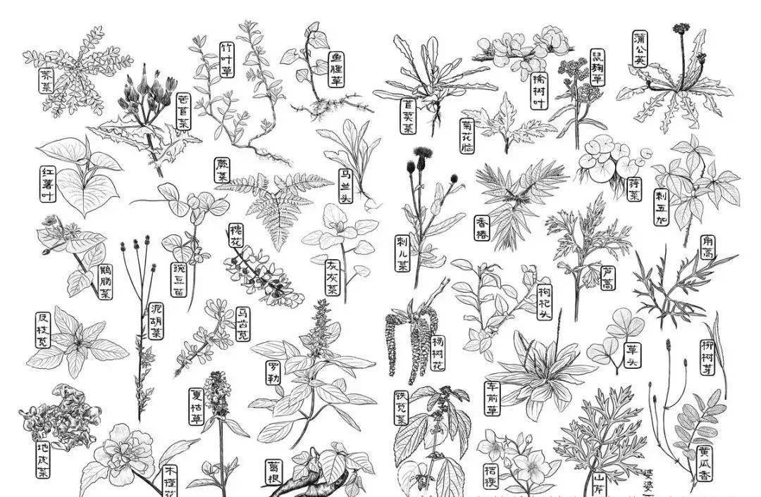 清明节期间吃野菜食用有讲究