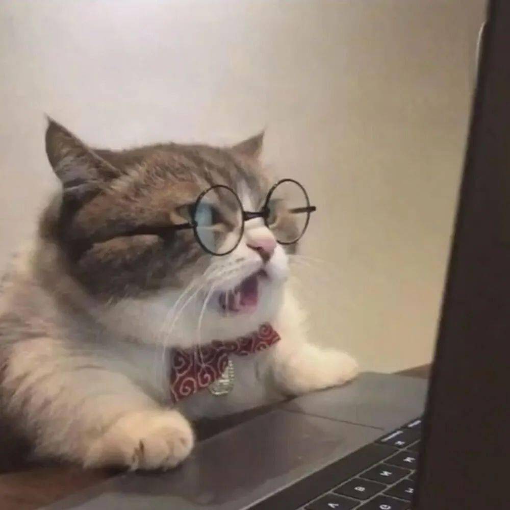 可爱猫咪头像咪咪喵头像