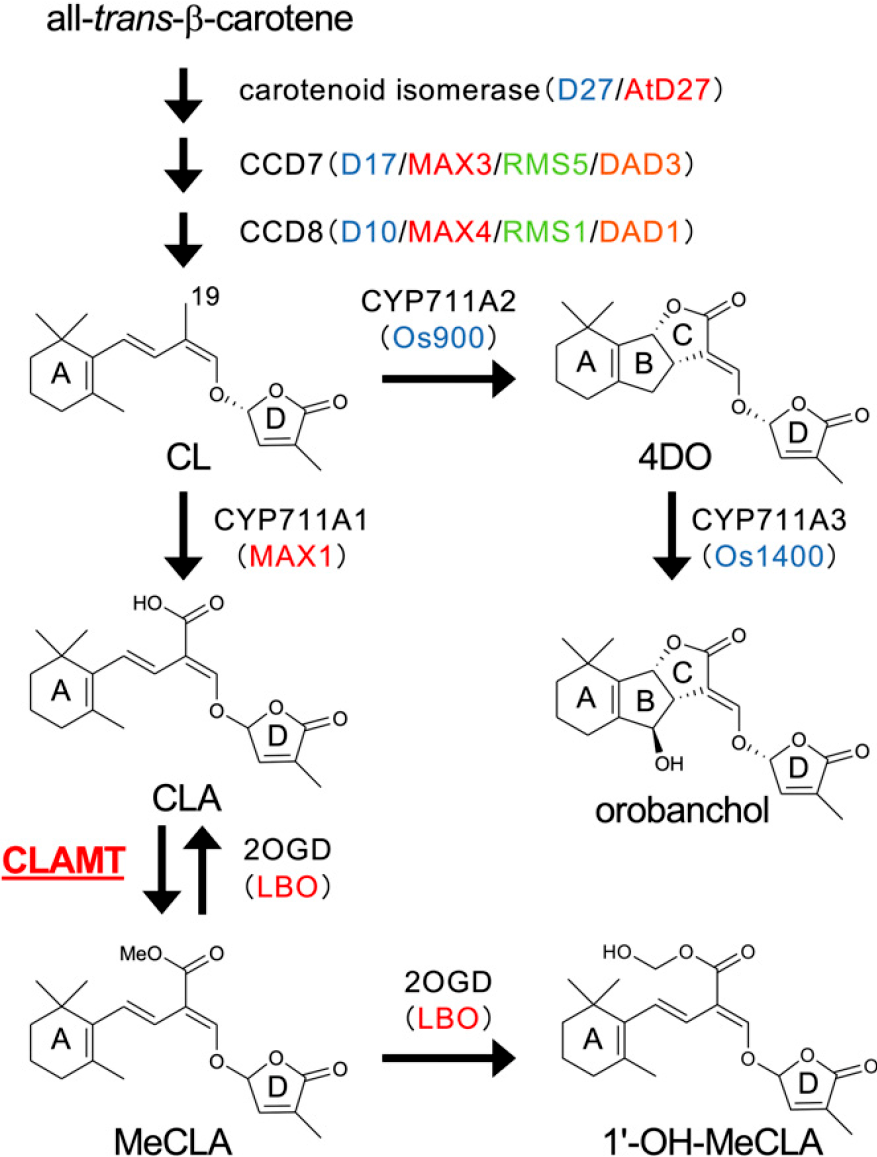 pnas擬南芥sabath甲基轉移酶家族成員clamt作用於獨腳金內酯的生物