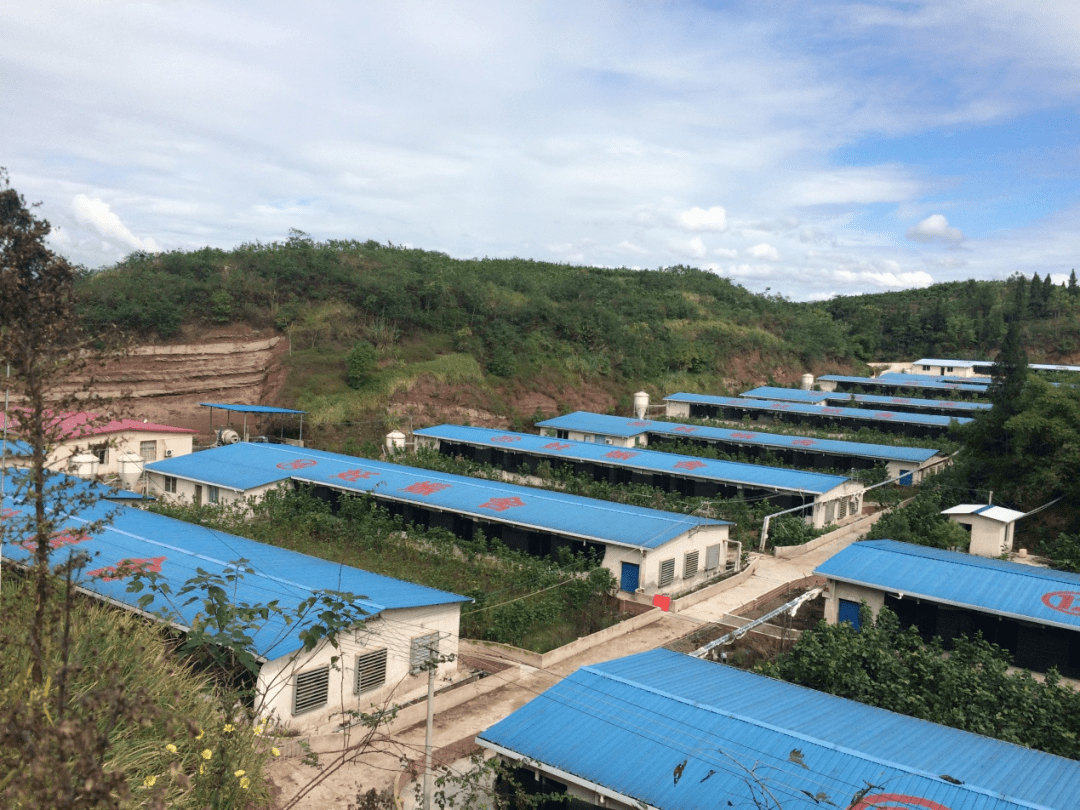 重庆银行支持建设的生猪养殖场.