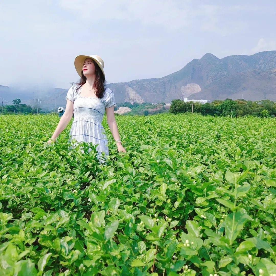 玉溪元江:好一朵美丽的茉莉花_元江县_花朵_姑娘