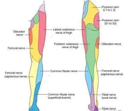 大腿麻木是怎麼回事_坐骨神經_壓迫_病變