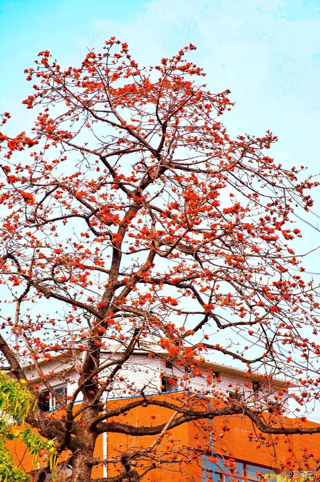 木棉花飘絮满天飘图片图片