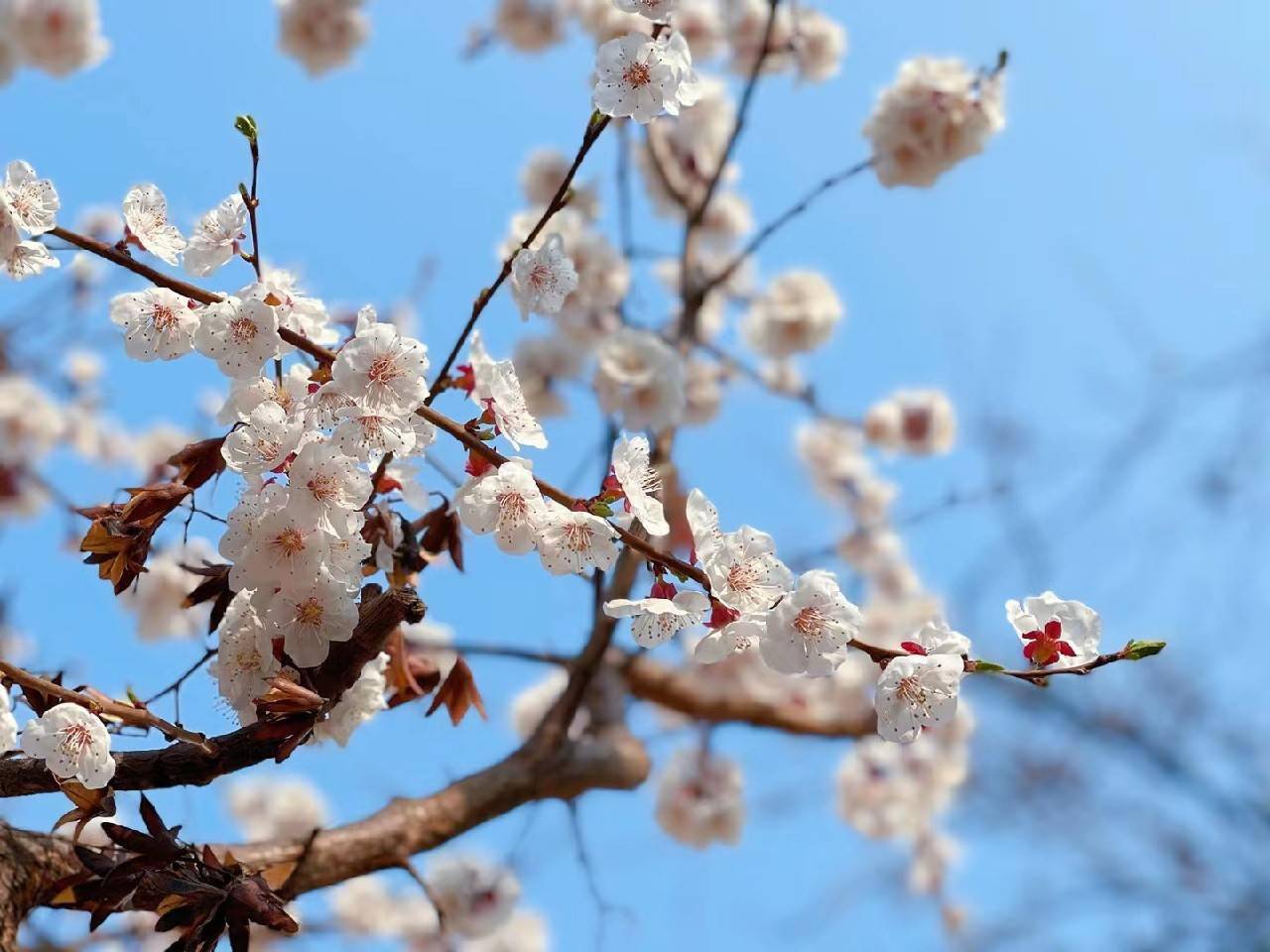 放生渔获 春暖花开桃红柳绿 我和鱼儿有场 约会 元哥 地方 天气