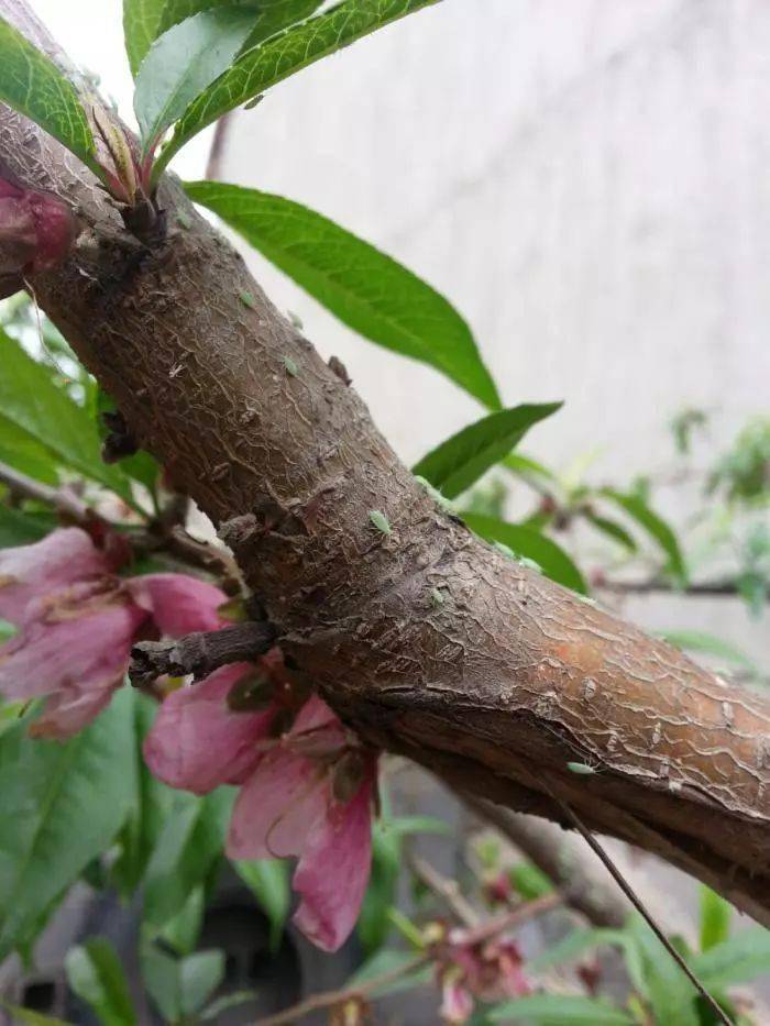 管理桃樹花露紅清園用藥莫錯過最佳時期